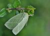 Bena bicolorana